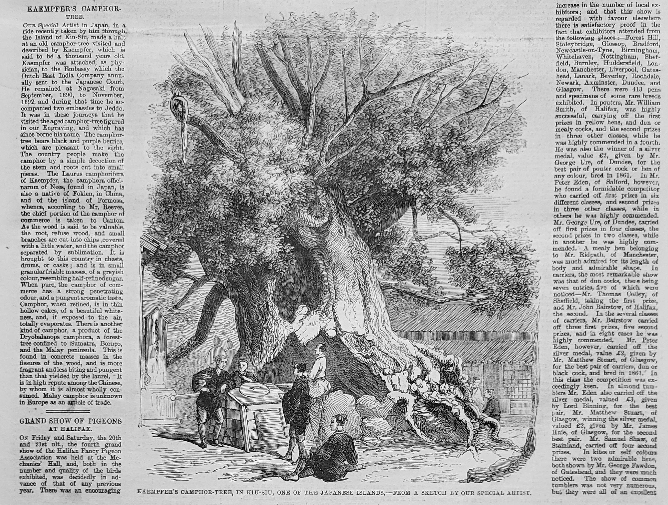 great camphor tree